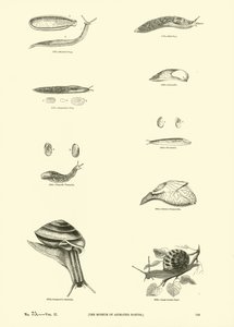 Pagina uit Het Picturale Museum van Geanimeerde Natuur