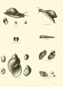 Pagina uit Het Picturale Museum van Geanimeerde Natuur