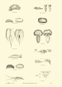 Pagina uit Het Picturale Museum van Geanimeerde Natuur