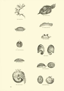 Pagina uit Het Picturale Museum van Geanimeerde Natuur door English School