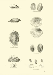 Pagina uit Het Picturale Museum van Geanimeerde Natuur