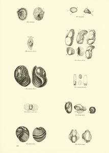 Pagina uit Het Picturale Museum van Geanimeerde Natuur