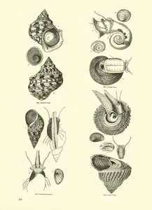 Pagina uit Het Picturale Museum van Geanimeerde Natuur door English School
