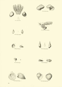 Pagina uit Het Picturale Museum van Geanimeerde Natuur