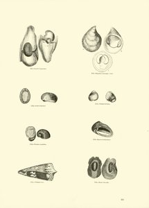 Pagina uit Het Picturale Museum van Geanimeerde Natuur