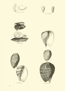 Pagina uit Het Picturale Museum van Geanimeerde Natuur door English School