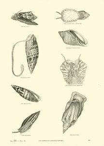 Pagina uit Het Picturale Museum van Geanimeerde Natuur door English School