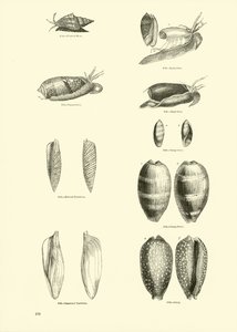 Pagina uit Het Picturale Museum van Geanimeerde Natuur door English School