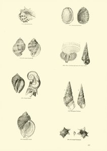 Pagina uit Het Picturale Museum van Geanimeerde Natuur door English School