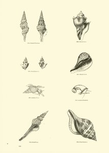 Pagina uit Het Picturale Museum van Geanimeerde Natuur door English School