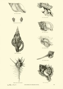 Pagina uit Het Picturale Museum van Geanimeerde Natuur