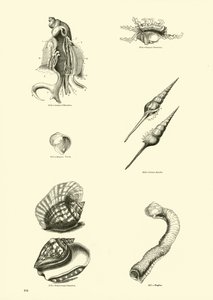 Pagina uit Het Picturale Museum van Geanimeerde Natuur