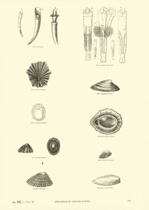 Pagina uit Het Picturale Museum van Geanimeerde Natuur