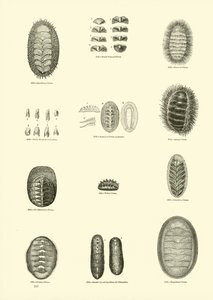 Pagina uit Het Picturale Museum van Geanimeerde Natuur door English School