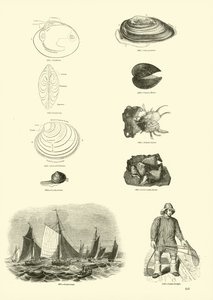 Pagina uit Het Picturale Museum van Geanimeerde Natuur door English School
