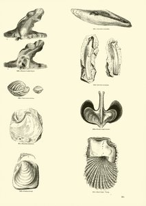 Pagina uit Het Picturale Museum van Geanimeerde Natuur