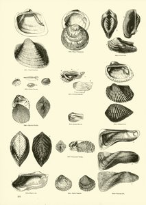 Pagina uit Het Picturale Museum van Geanimeerde Natuur door English School