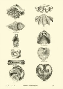 Pagina uit Het Picturale Museum van Geanimeerde Natuur door English School