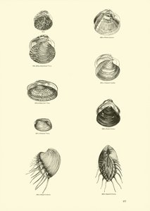 Pagina uit Het Picturale Museum van Geanimeerde Natuur