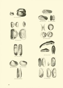 Pagina uit Het Picturale Museum van Geanimeerde Natuur door English School