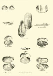 Pagina uit Het Picturale Museum van Geanimeerde Natuur door English School