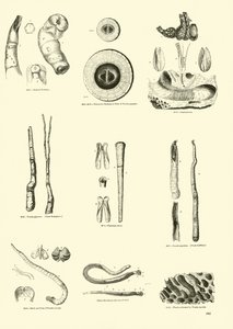 Pagina uit Het Picturale Museum van Geanimeerde Natuur door English School