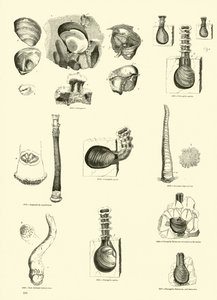 Pagina uit Het Picturale Museum van Geanimeerde Natuur door English School