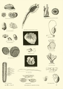 Pagina uit Het Picturale Museum van Geanimeerde Natuur door English School