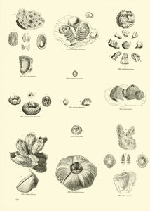 Pagina uit Het Picturale Museum van Geanimeerde Natuur