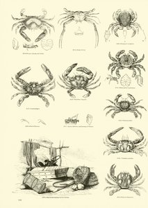 Pagina uit Het Picturale Museum van Geanimeerde Natuur