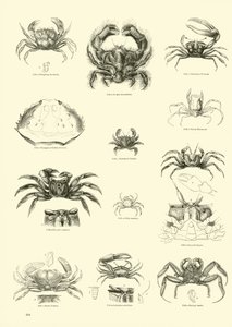 Pagina uit Het Picturale Museum van Geanimeerde Natuur door English School