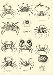Pagina uit Het Picturale Museum van Geanimeerde Natuur door English School