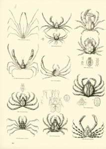 Pagina uit Het Picturale Museum van Geanimeerde Natuur door English School