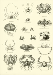 Pagina uit Het Picturale Museum van Geanimeerde Natuur door English School