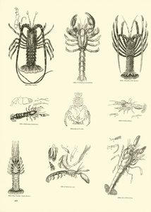 Pagina uit Het Picturale Museum van Geanimeerde Natuur