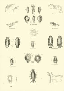 Pagina uit Het Picturale Museum van Geanimeerde Natuur door English School