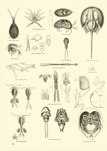 Pagina uit Het Picturale Museum van Geanimeerde Natuur
