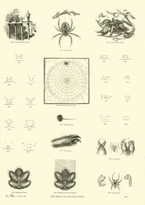 Pagina uit Het Picturale Museum van Geanimeerde Natuur