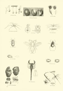 Pagina uit Het Picturale Museum van Geanimeerde Natuur door English School