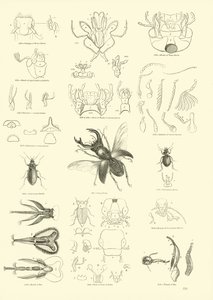 Pagina uit Het Picturale Museum van Geanimeerde Natuur
