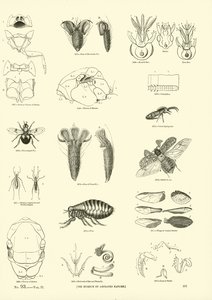 Pagina uit Het Picturale Museum van Geanimeerde Natuur door English School