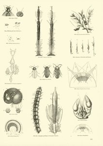 Pagina uit Het Picturale Museum van Geanimeerde Natuur door English School