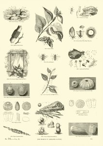 Pagina uit Het Picturale Museum van Geanimeerde Natuur