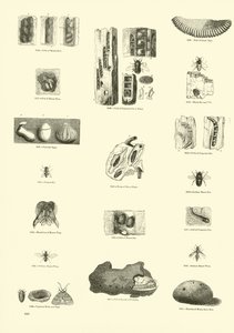 Pagina uit Het Picturale Museum van Geanimeerde Natuur door English School