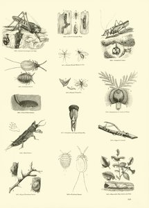 Pagina uit Het Picturale Museum van Geanimeerde Natuur door English School
