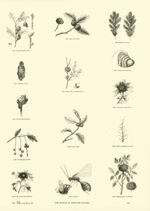 Pagina uit Het Picturale Museum van Geanimeerde Natuur