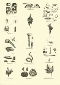 Pagina uit Het Picturale Museum van Geanimeerde Natuur door English School