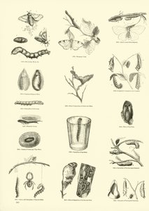 Pagina uit Het Picturale Museum van Geanimeerde Natuur door English School