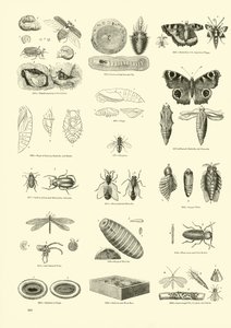 Pagina uit Het Picturale Museum van Geanimeerde Natuur