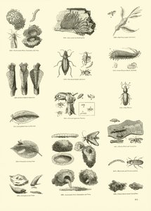 Pagina uit Het Picturale Museum van Geanimeerde Natuur door English School